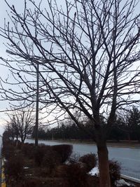 Bare tree by lake against sky