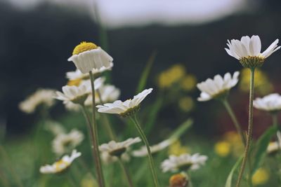 Close-up of white flowering plant on field