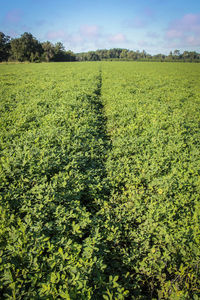 Scenic view of field against sky