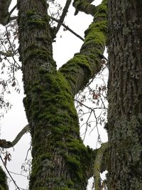 Low angle view of tree against sky