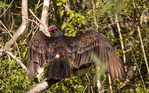 Turkey vulture cathartes aura perches on deadwood in a marsh in the crew bird rookery in naples