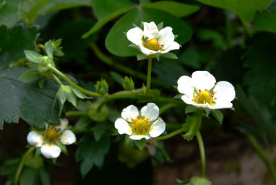 Close-up of white flowering plant