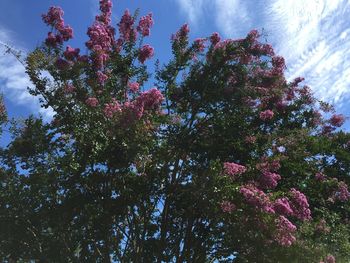 Low angle view of flowering tree against sky