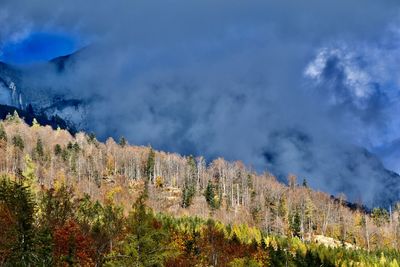 Panoramic view of pine trees and mountains against sky