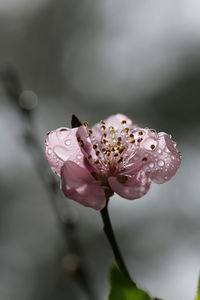 Close-up of fresh wet pink flower