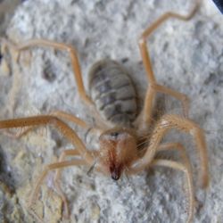 Close-up of spider