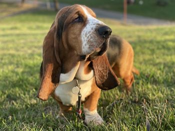 Dog standing in field