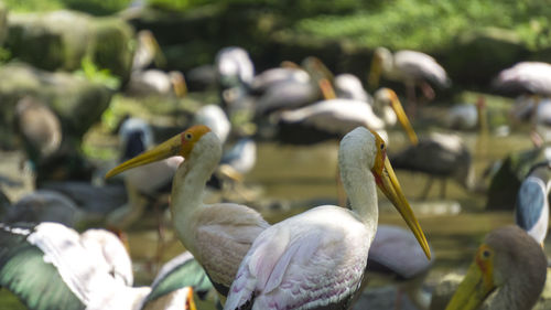 Close-up of bird