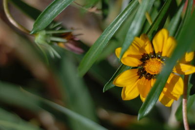 Close-up of insect on yellow flower