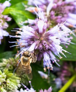 Close-up of bee on flower