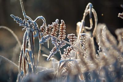 Close-up of frozen plant on field