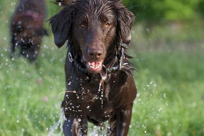 Close-up portrait of wet flat-coated retriever on field