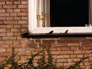 Closed window of house