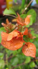 Close-up of red leaf