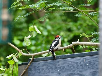 Bird perching on a tree