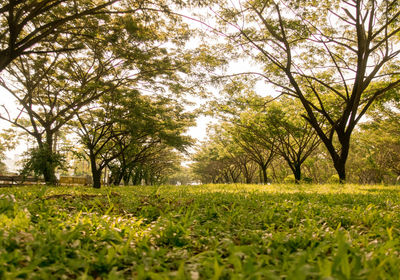 Trees growing in field