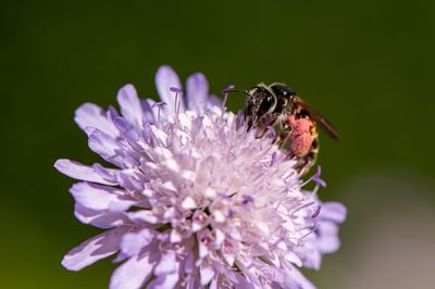 Close-up of bee pollinating on purple flower