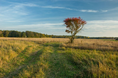 Dirt road in the meadow and a lonely red tree