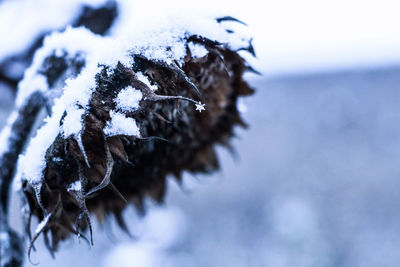 Close-up of snow against sky