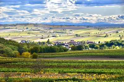 Scenic view of agricultural field against sky