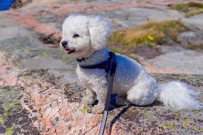 Bichon frise sitting in profile on the rocky coastline 