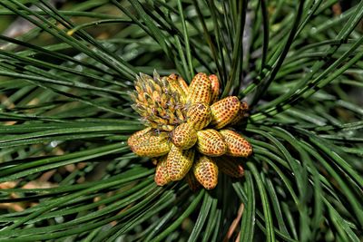 Close-up of leaves