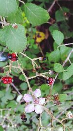 Close-up of red berries on tree