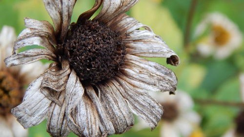 Close-up of insect on flower