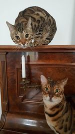 Portrait of kitten sitting