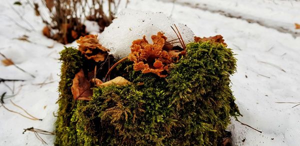 High angle view of plants on snow covered field