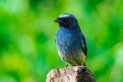 Close-up of bird perching on rock