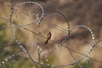 Yellow finches