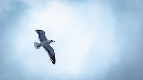 Low angle view of seagull flying
