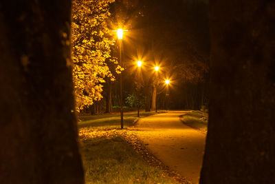 Illuminated street by trees at night