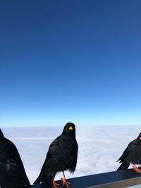 Close-up of bird perching on shore against clear sky