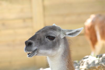 Close-up of a horse