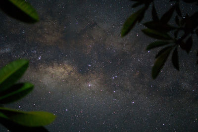 Close-up of tree against sky at night