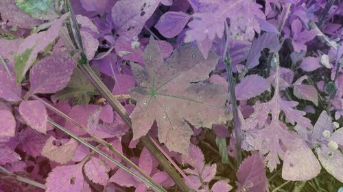 Full frame shot of purple flowers