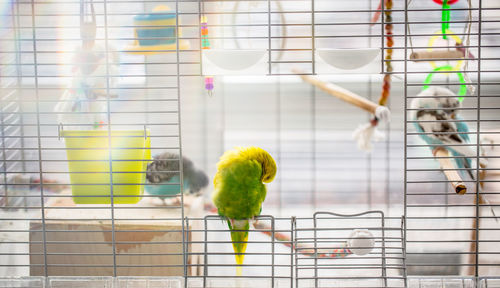 View of parrot in cage