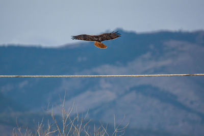 Low angle view of eagle flying against sky