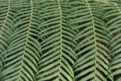 Full frame shot of green leaves