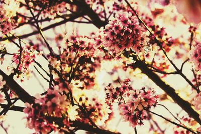 Low angle view of cherry blossom tree