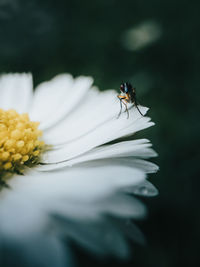 Close-up of insect on white flower