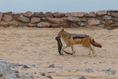 Giraffe standing on sand