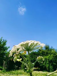 Low angle view of plants growing on field against sky