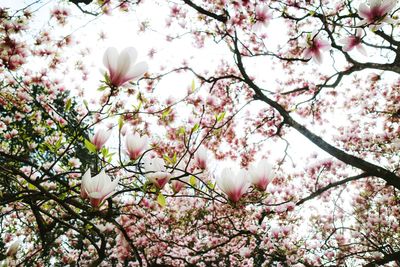 Low angle view of pink magnolia   blossoms in spring