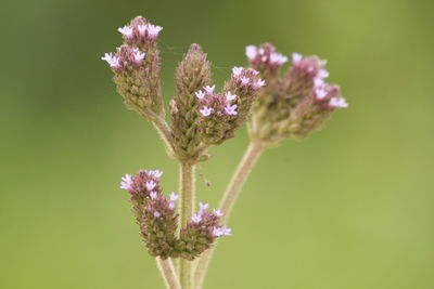 Close-up of insect on flower