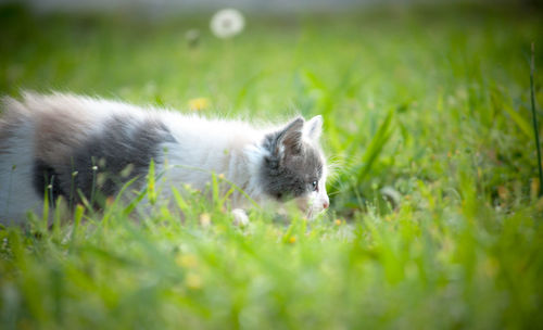 Close-up of rabbit on grass