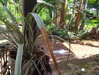 Close-up of bamboo trees in forest