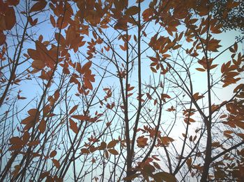 Low angle view of tree against sky during autumn